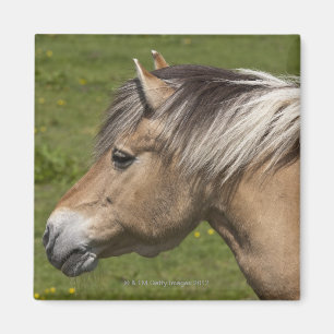 Imán Caballo noruego del fiordo