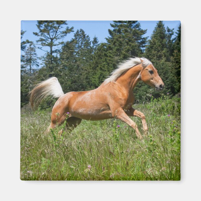 Imán Caballo Palomino corriendo por una pradera (Frente)