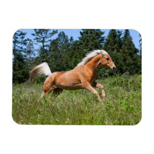 Imán Caballo Palomino corriendo por una pradera