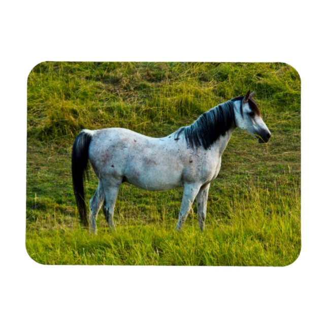 Imán Caballo Palouse, Colfax, área de Palouse, Washingt (Horizontal)