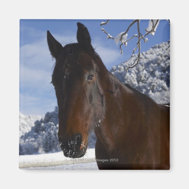 Imán Caballo pardo en invierno (Frente)