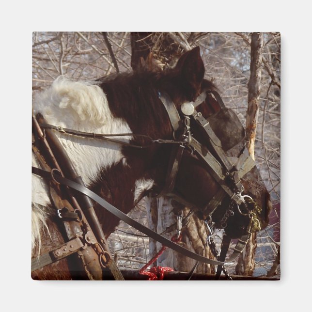 Imán Caballo Pinto Borrador (Frente)