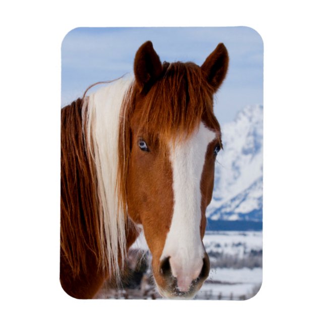 Imán Caballo Pinto Monte Moran en Invierno (Vertical)