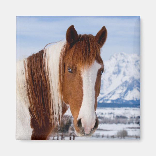 Imán Caballo Pinto Monte Moran en Invierno (Frente)
