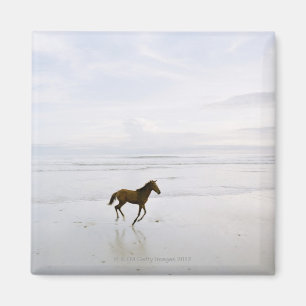 Imán Caballo que corre en la playa