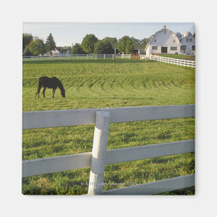 Imán Caballo que pasta en granja