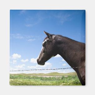 Imán Caballo que se coloca en la cerca en pasto