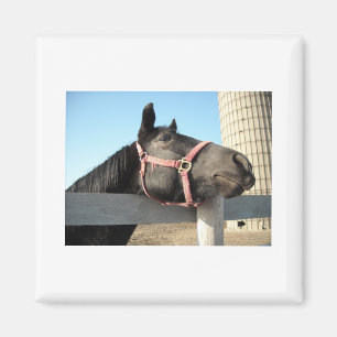 Imán Caballo/Rancho/Barn