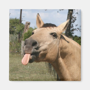 Imán caballo razzberry