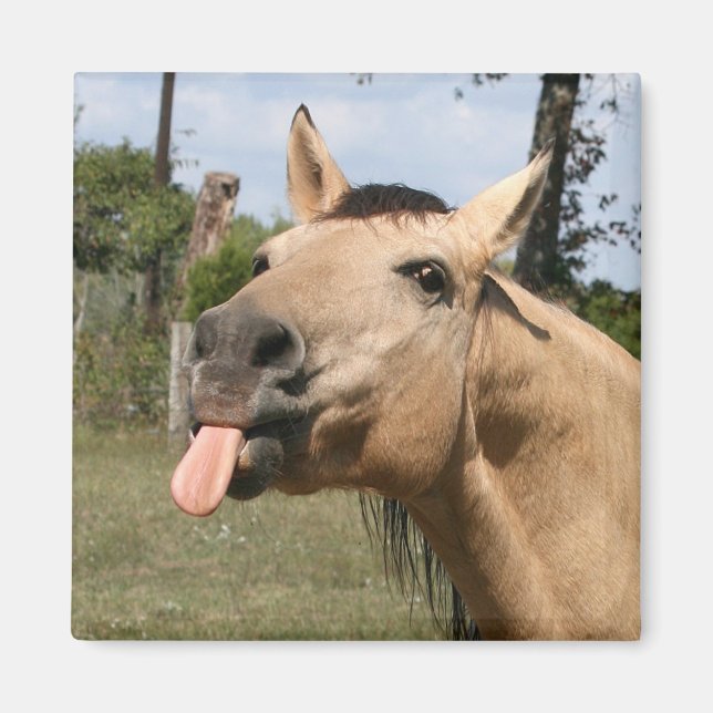 Imán caballo razzberry (Frente)