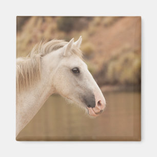 Imán Caballo salvaje blanco