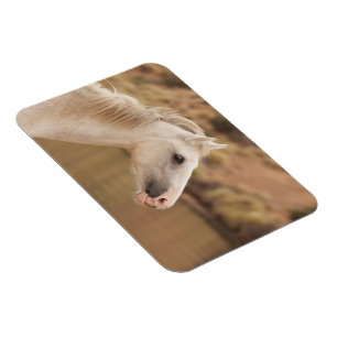 Imán Caballo salvaje blanco