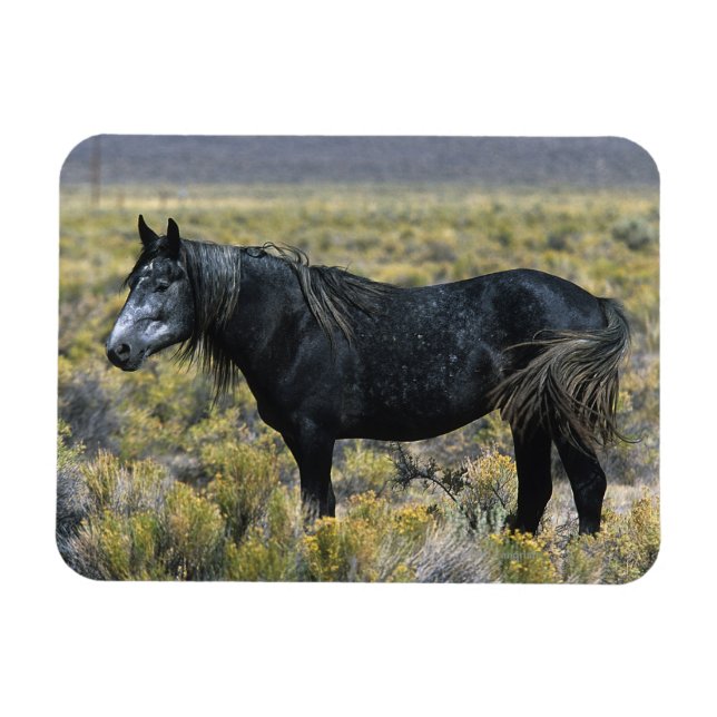 Imán Caballo salvaje de Mustang en el desierto (Horizontal)
