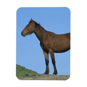 Imán Caballo salvaje del mustango