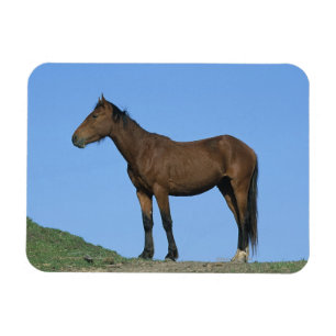 Imán Caballo salvaje del mustango