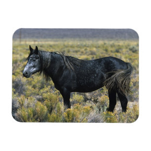 Imán Caballo salvaje del mustango en el desierto