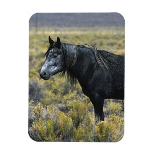 Imán Caballo salvaje del mustango en el desierto