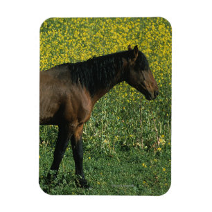 Imán Caballo salvaje del mustango que se coloca en