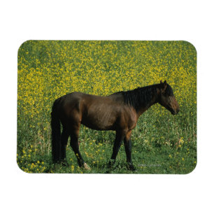 Imán Caballo salvaje del mustango que se coloca en