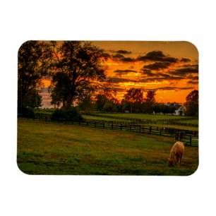 Imán Caballo solitario al atardecer