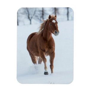 Imán Caballo solitario corriendo en la nieve