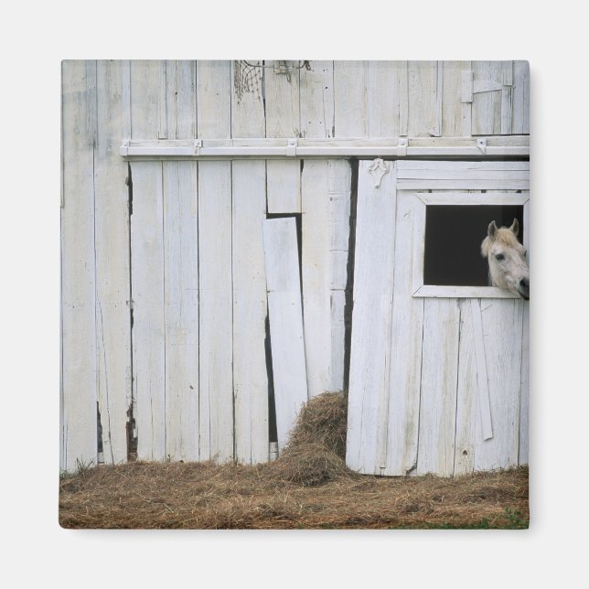 Imán Caballo Stictac Cabecera fuera Ventana de la barra (Frente)