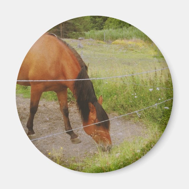 Imán Caballo Sueco En Un Campo De Verano (Frente)