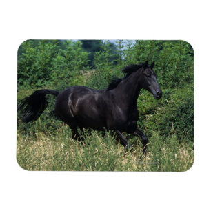 Imán Caballo tostado corriendo en la hierba