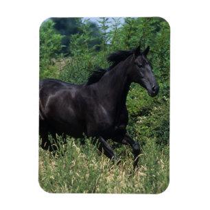 Imán Caballo tostado corriendo en la hierba