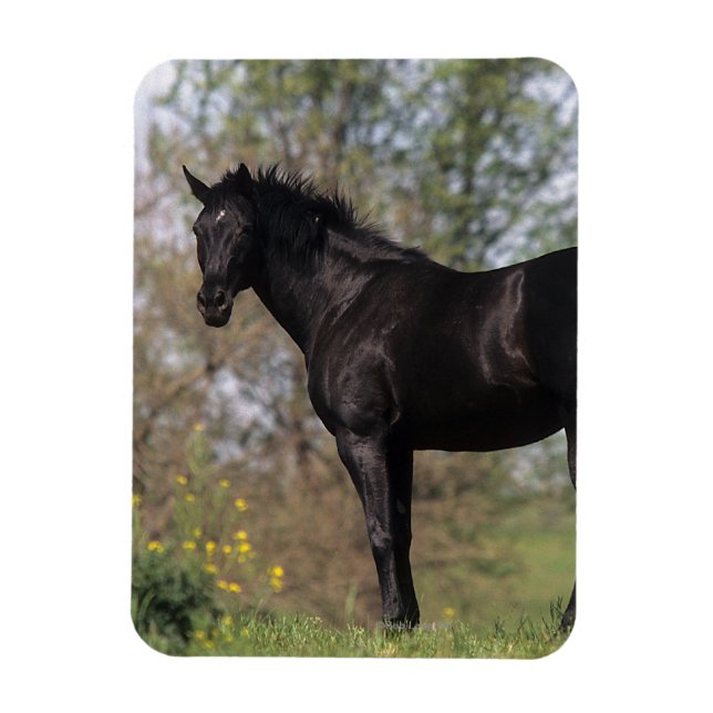 Imán Caballo tostado de pie (Vertical)