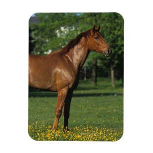 Imán Caballo tostado en flores