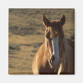 Imán Caballo y fondo occidental