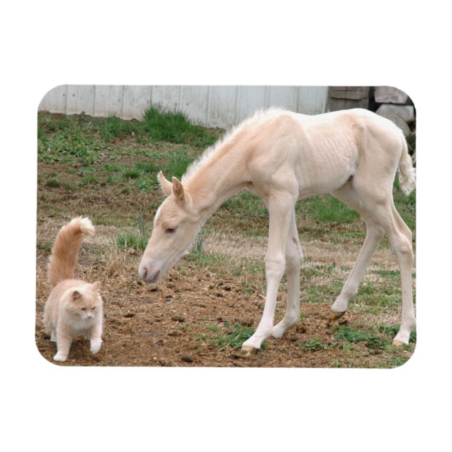Imán Caballo y gato de bebé palomino (Horizontal)