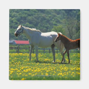 Imán Caballo y su poeta parados en un campo