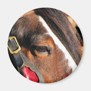 IMÁN CABALLOS
