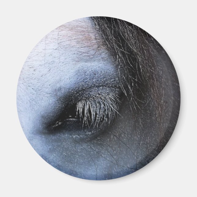 IMÁN CABALLOS (Frente)