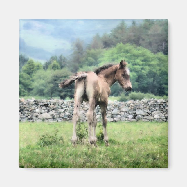 IMÁN CABALLOS (Frente)