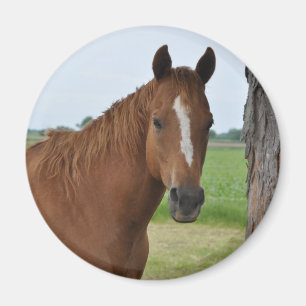 Imán Caballos