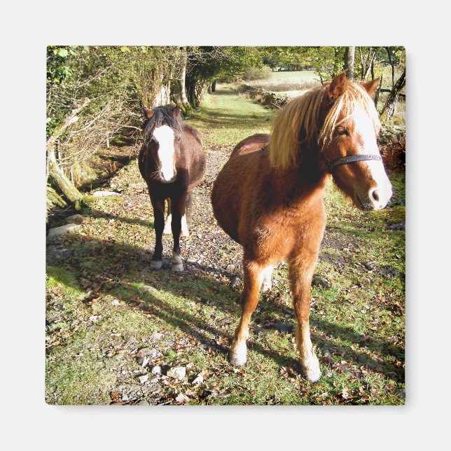 IMÁN CABALLOS (Frente)