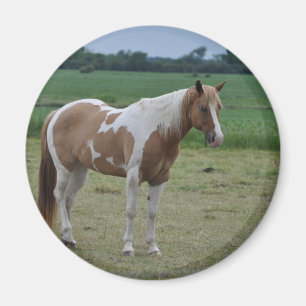 Imán  Caballos