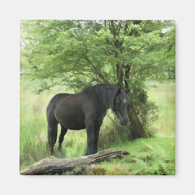 IMÁN CABALLOS (Frente)