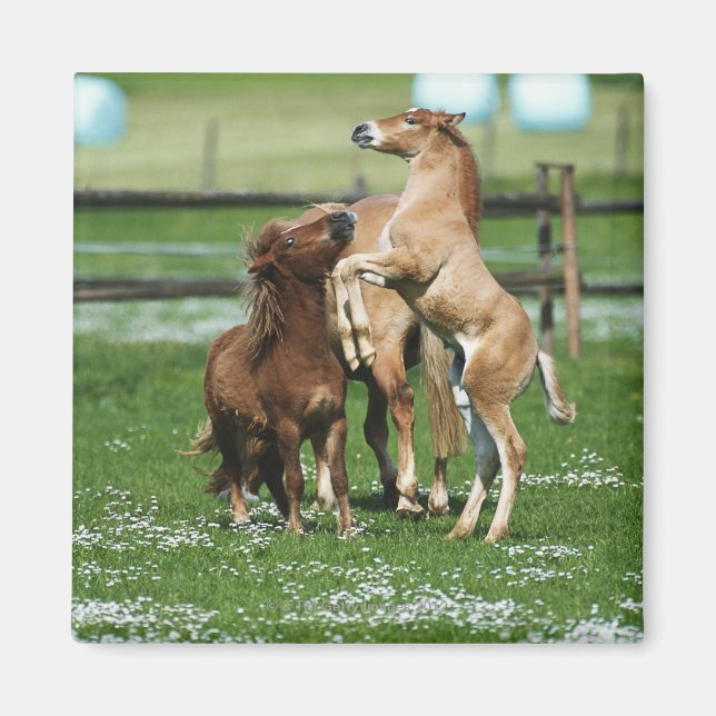 Imán Caballos 3 (Frente)