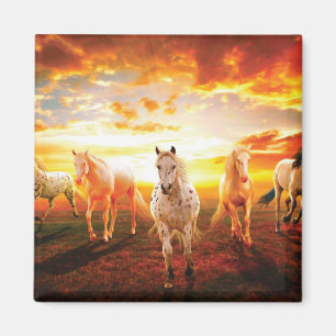 Imán Caballos al atardecer lanzando almohada