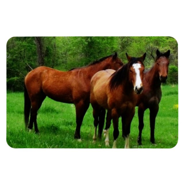 IMÁN CABALLOS AMISTOSOS (Horizontal)