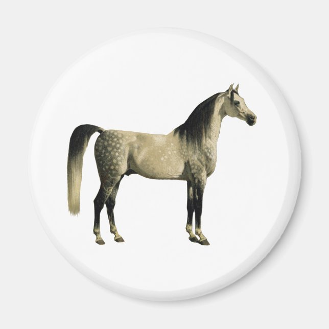 Imán Caballos Antiguos - Árabe (Frente)