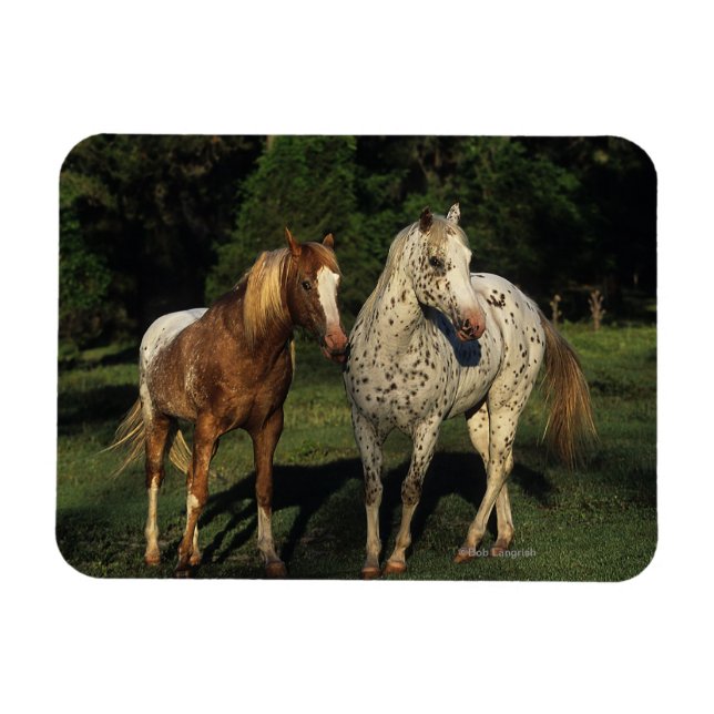 Imán Caballos Appaloosa (Horizontal)