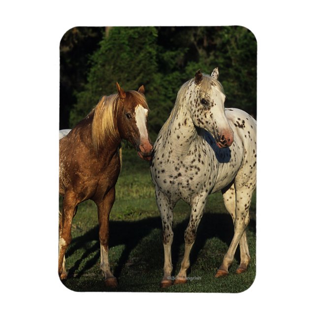 Imán Caballos Appaloosa (Vertical)