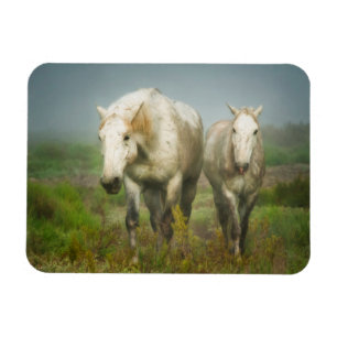 Imán Caballos blancos de Camargue en campo
