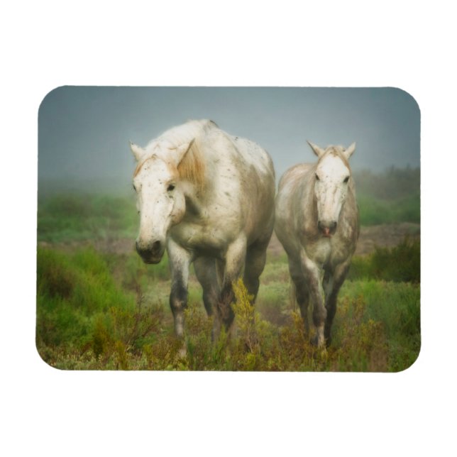 Imán Caballos blancos de Camargue en campo (Horizontal)