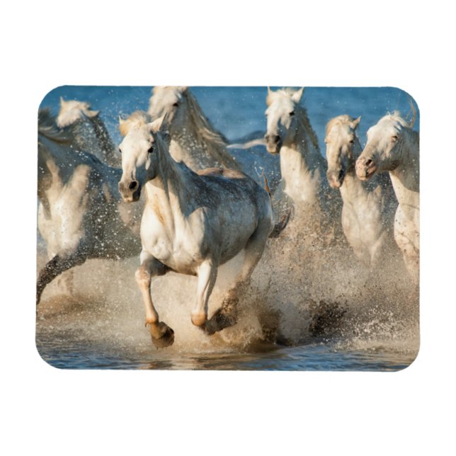 Imán Caballos blancos de Camargue, Francia (Horizontal)